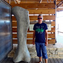 Femur of an Almosaurus, one the last and largest Dinosaurs (up to 24 meters long and 29,000 kg)